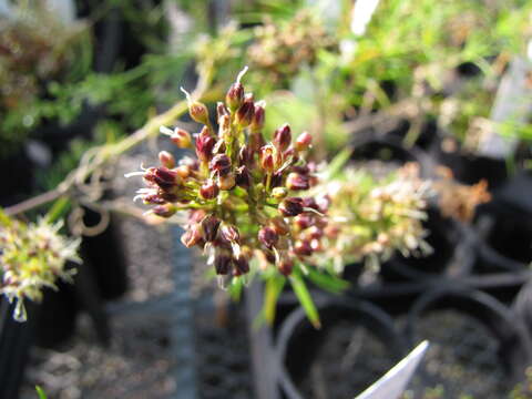 صورة Schiedea haleakalensis Degener & Sherff