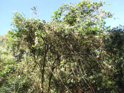 Sivun Passiflora tarminiana Coppens & V. E. Barney kuva