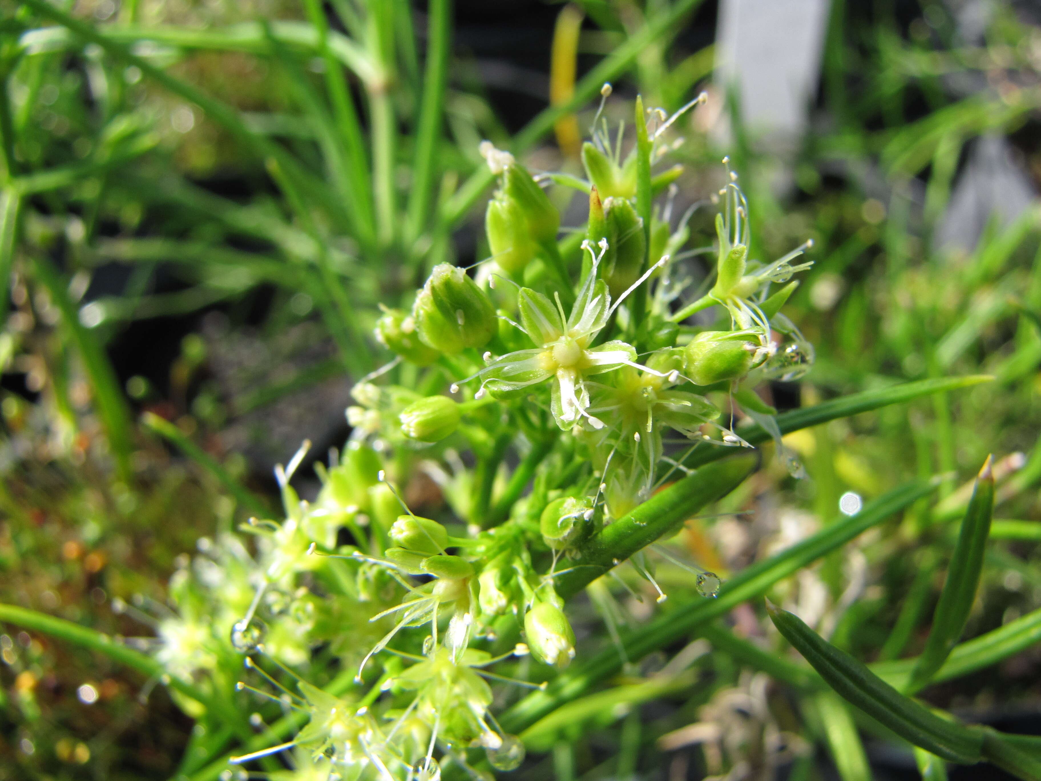 Image of Haleakala schiedea