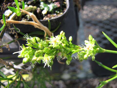 صورة Schiedea haleakalensis Degener & Sherff