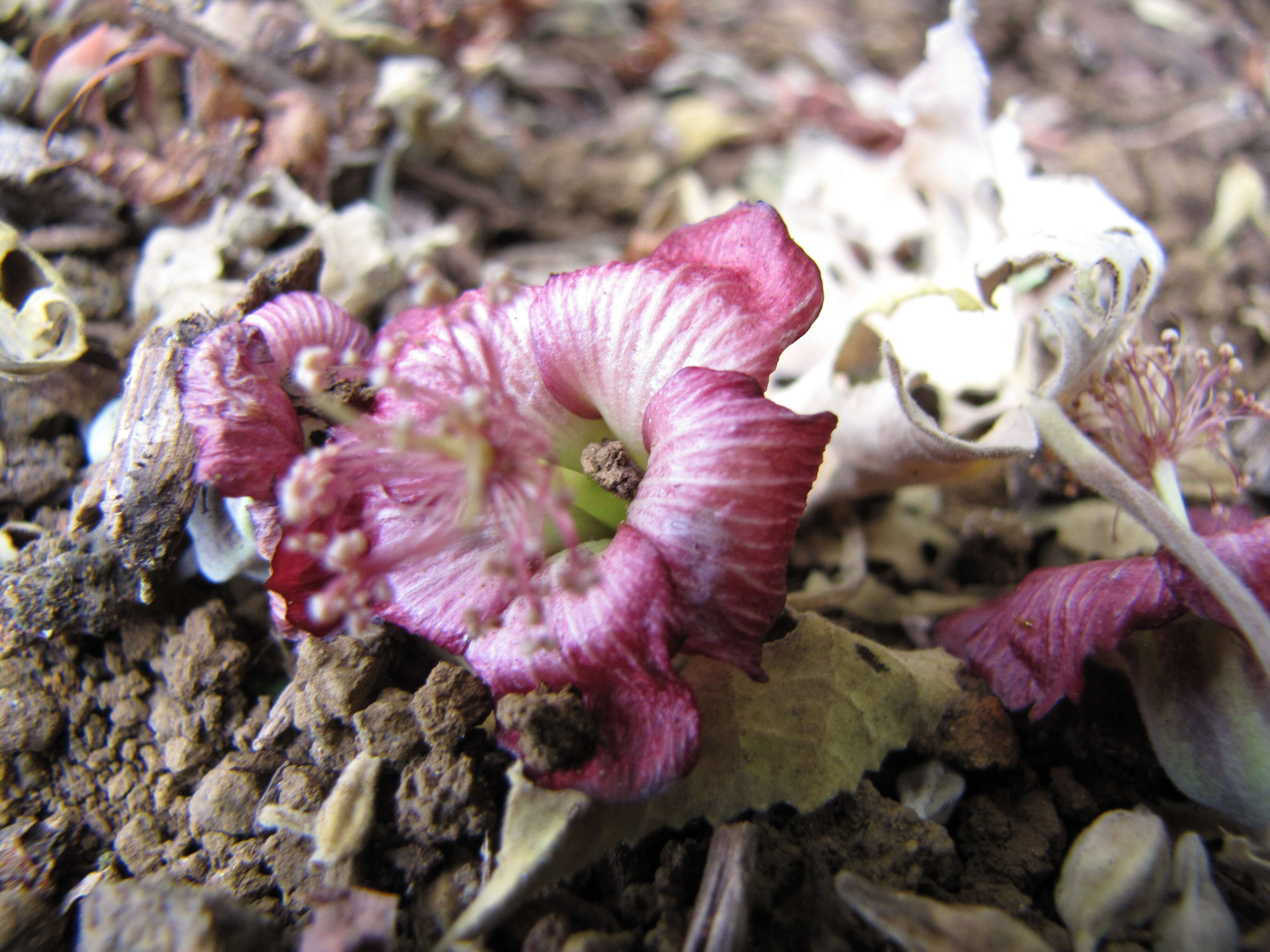 Imagem de Abutilon menziesii Seem.