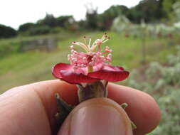 Imagem de Abutilon menziesii Seem.