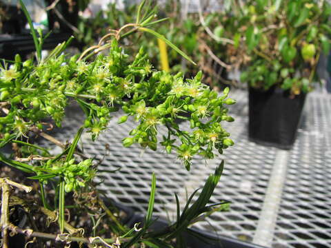 صورة Schiedea haleakalensis Degener & Sherff