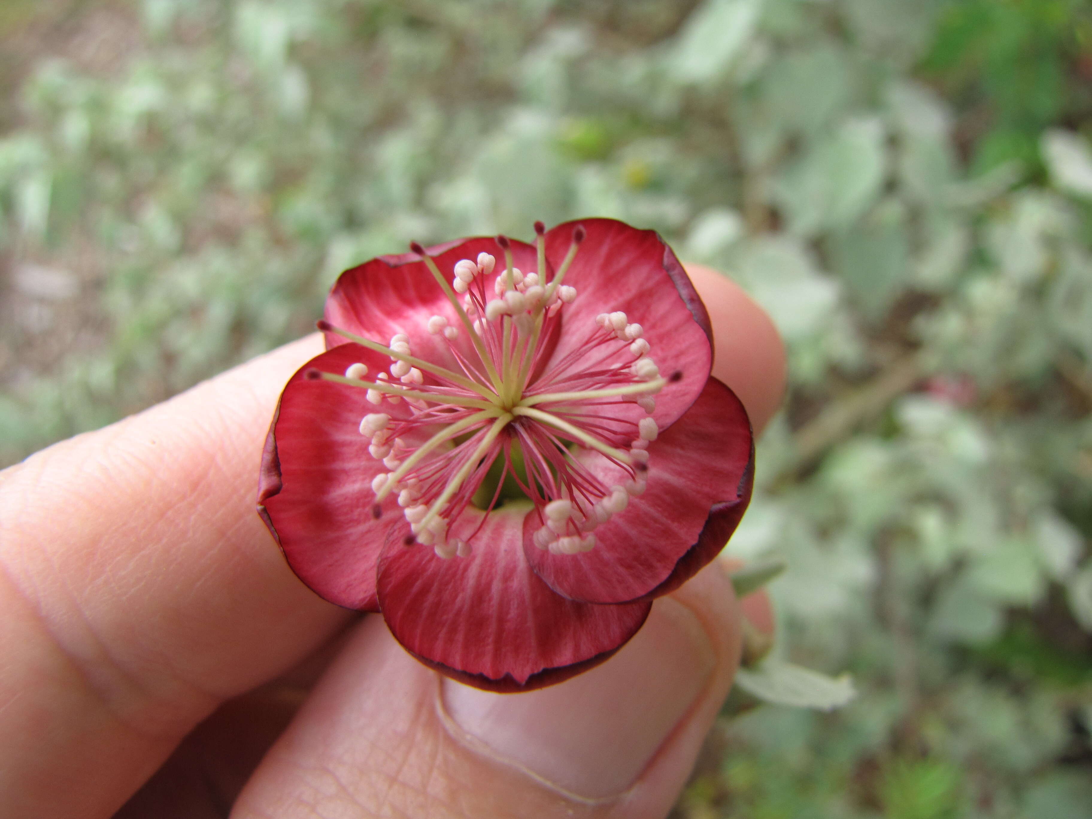 Imagem de Abutilon menziesii Seem.