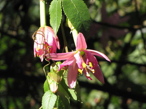 Sivun Passiflora tarminiana Coppens & V. E. Barney kuva