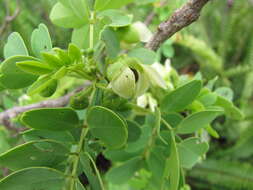 Image of Gaudichaud's senna