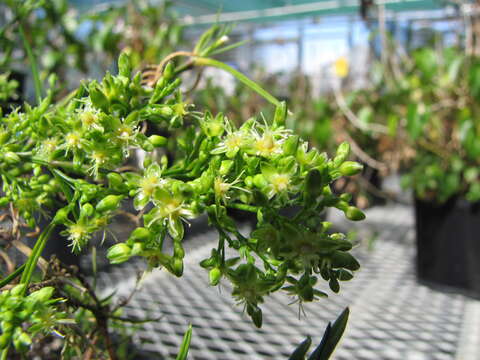 Image of Haleakala schiedea