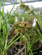 Image of Haleakala schiedea