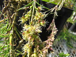 Image of Haleakala schiedea