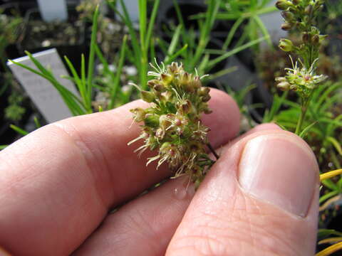 صورة Schiedea haleakalensis Degener & Sherff