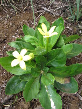 Imagem de Brighamia insignis A. Gray