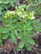 Image of Gaudichaud's senna