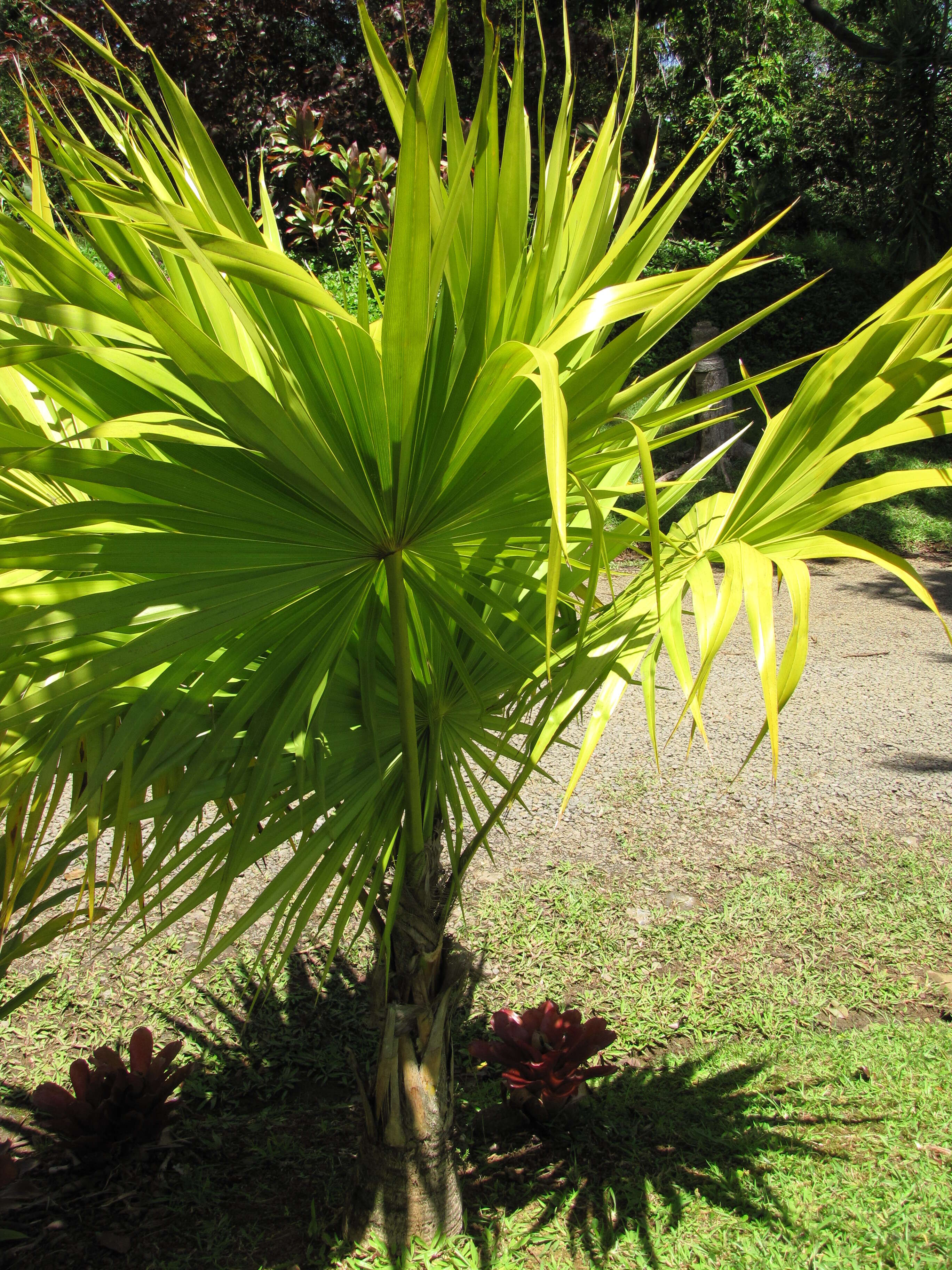 Image of thatch palm