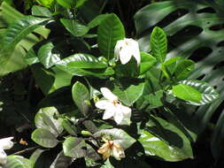 Image of Cape jasmine