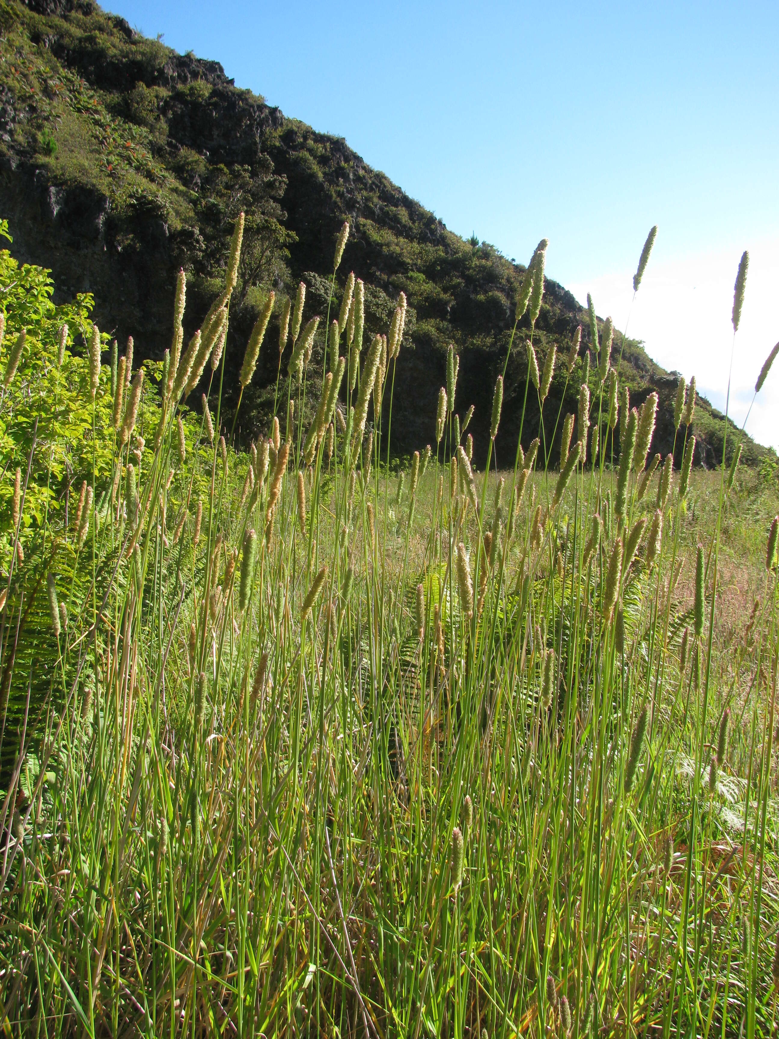 Image of bulbous canarygrass