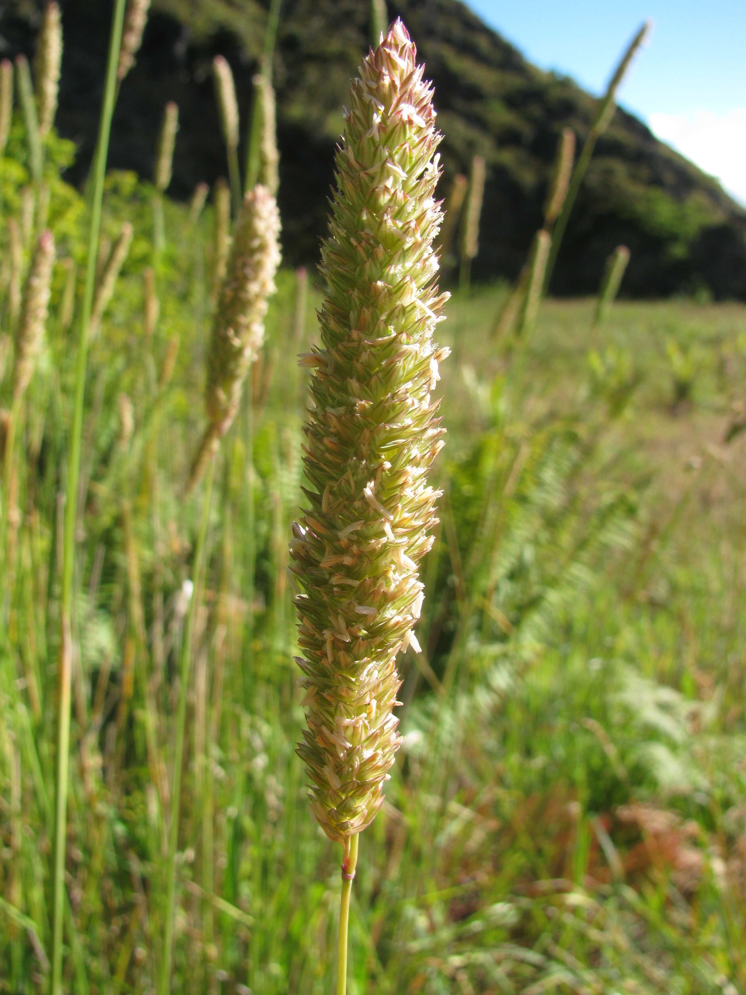 Image of bulbous canarygrass