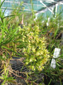 صورة Schiedea haleakalensis Degener & Sherff