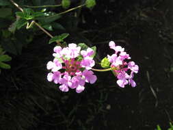 Image of trailing shrubverbena