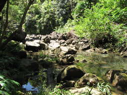 Image de Setaria palmifolia (J. Koenig) Stapf