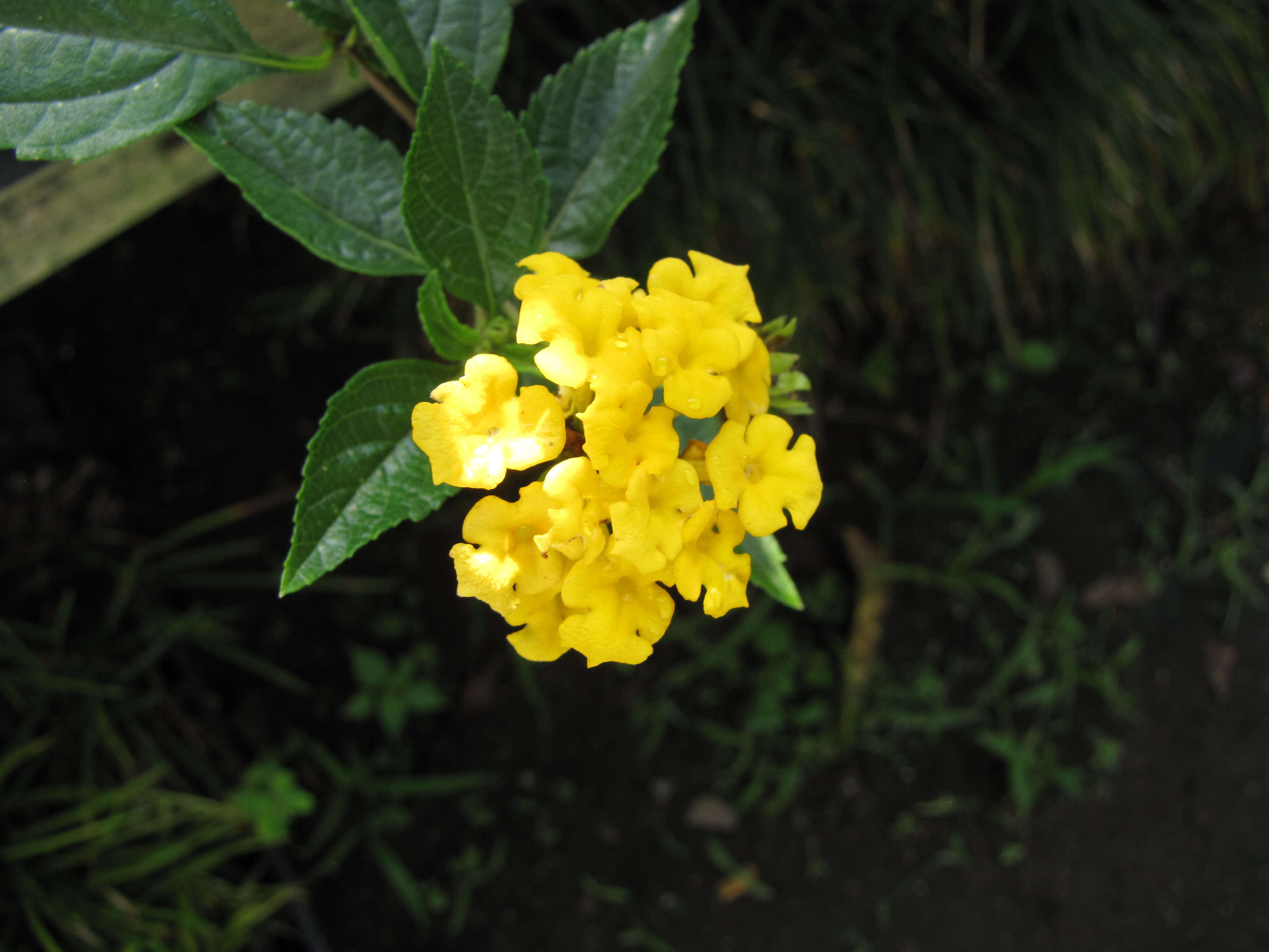 Image of trailing shrubverbena