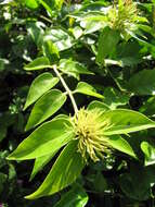 Image de Jasminum multiflorum (Burm. fil.) Andrews