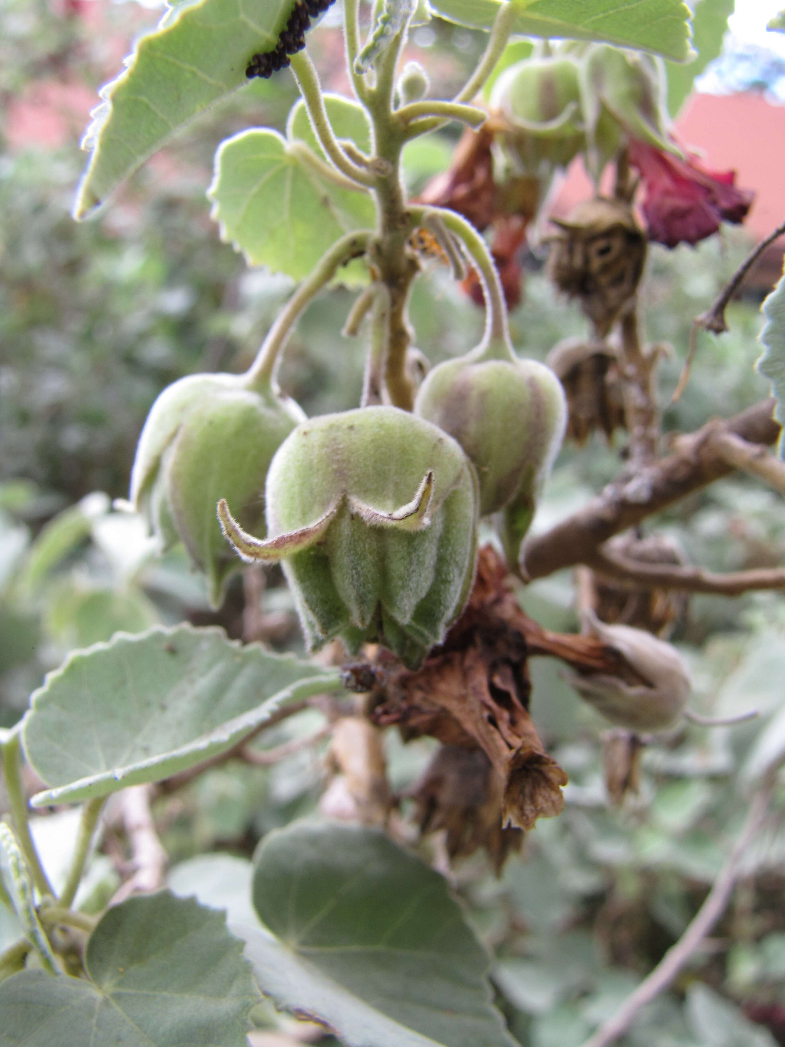 Imagem de Abutilon menziesii Seem.