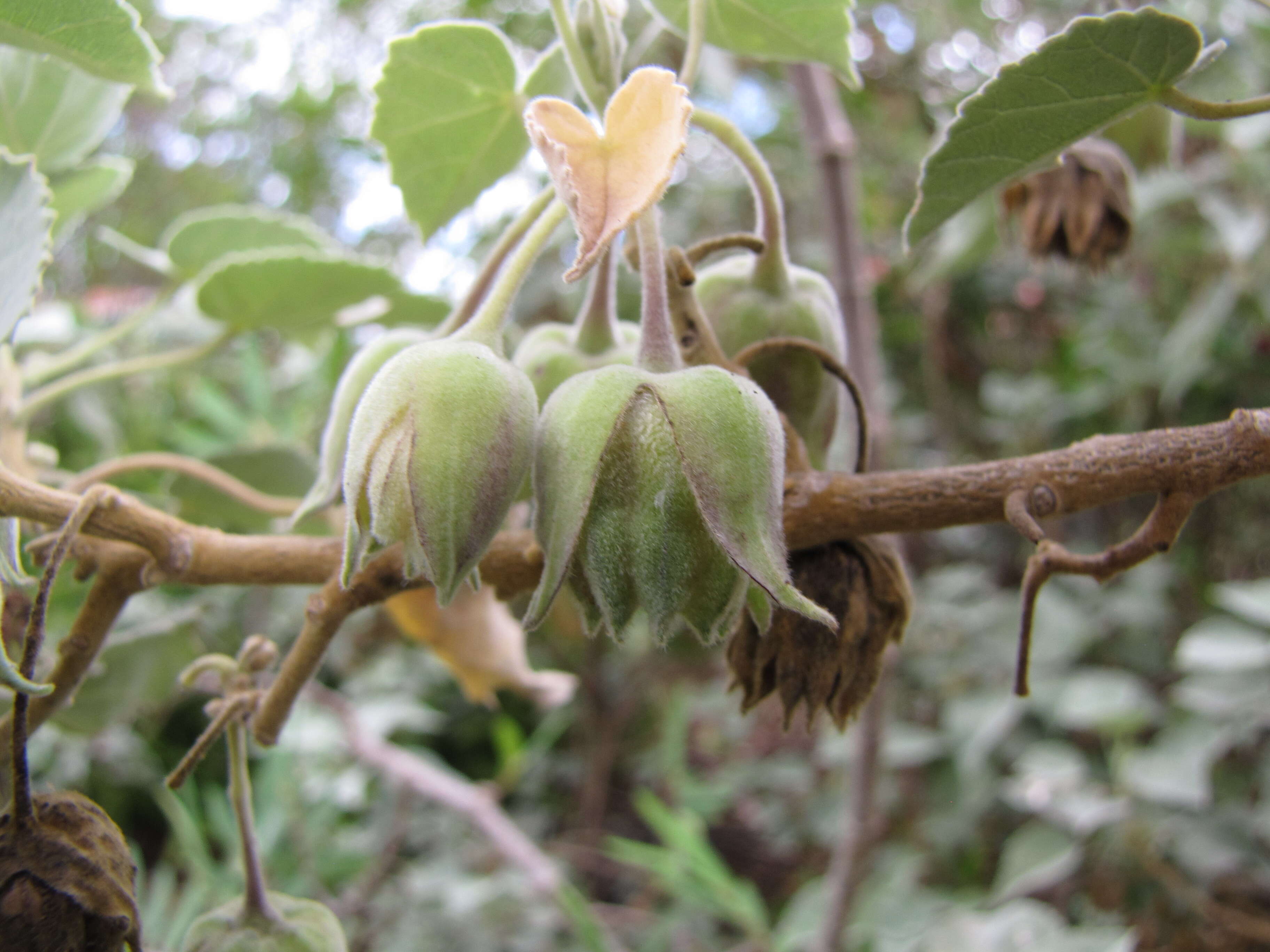 Imagem de Abutilon menziesii Seem.