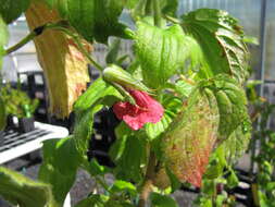 Image of Hawai'i red cranesbill