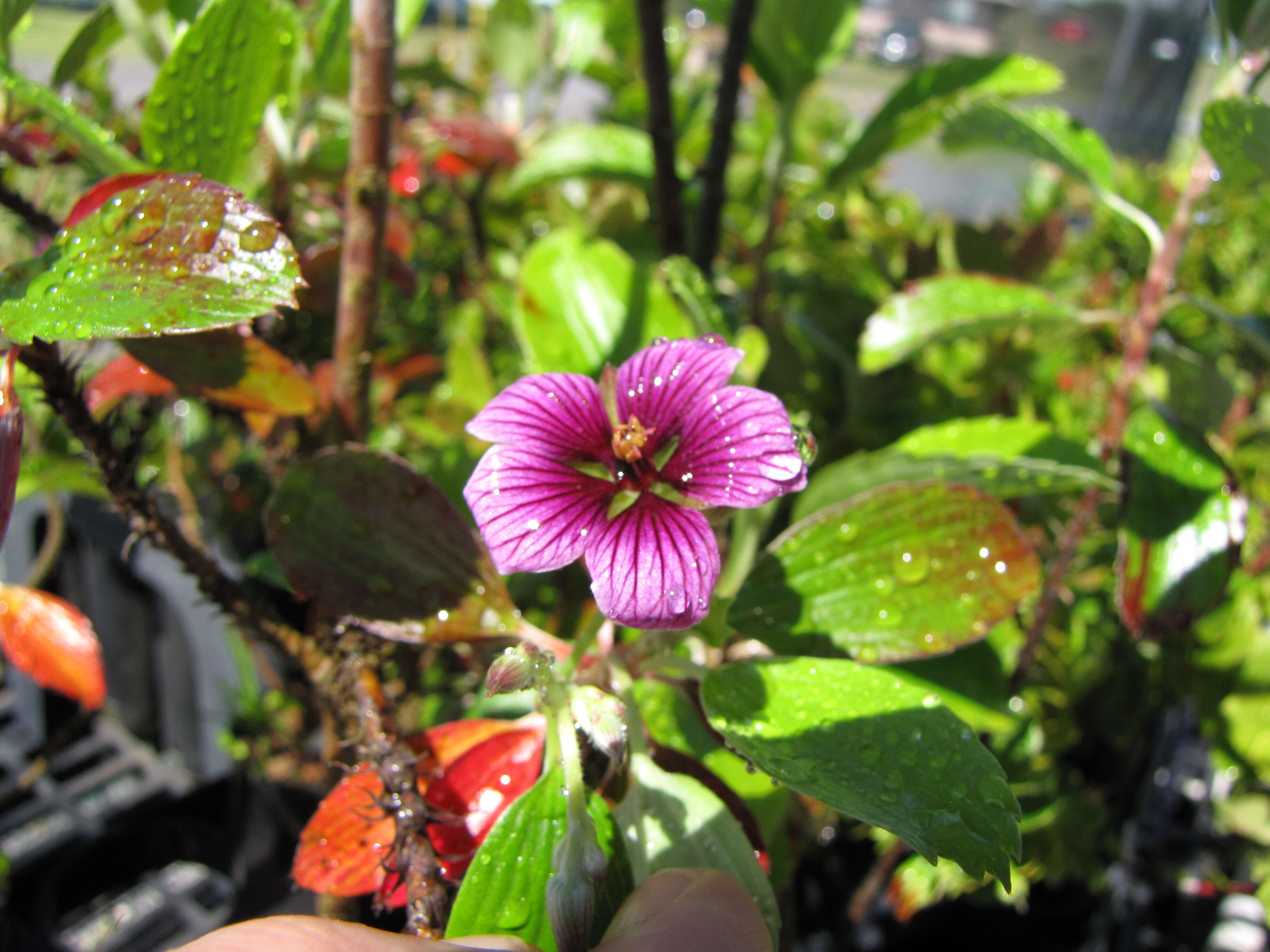 Image of manyflower geranium