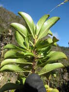 Image of Haleakala sandalwood