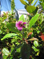 Image of manyflower geranium