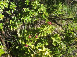 Image of Haleakala sandalwood