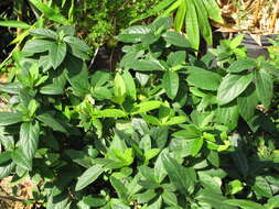 Image of Japanese honeysuckle