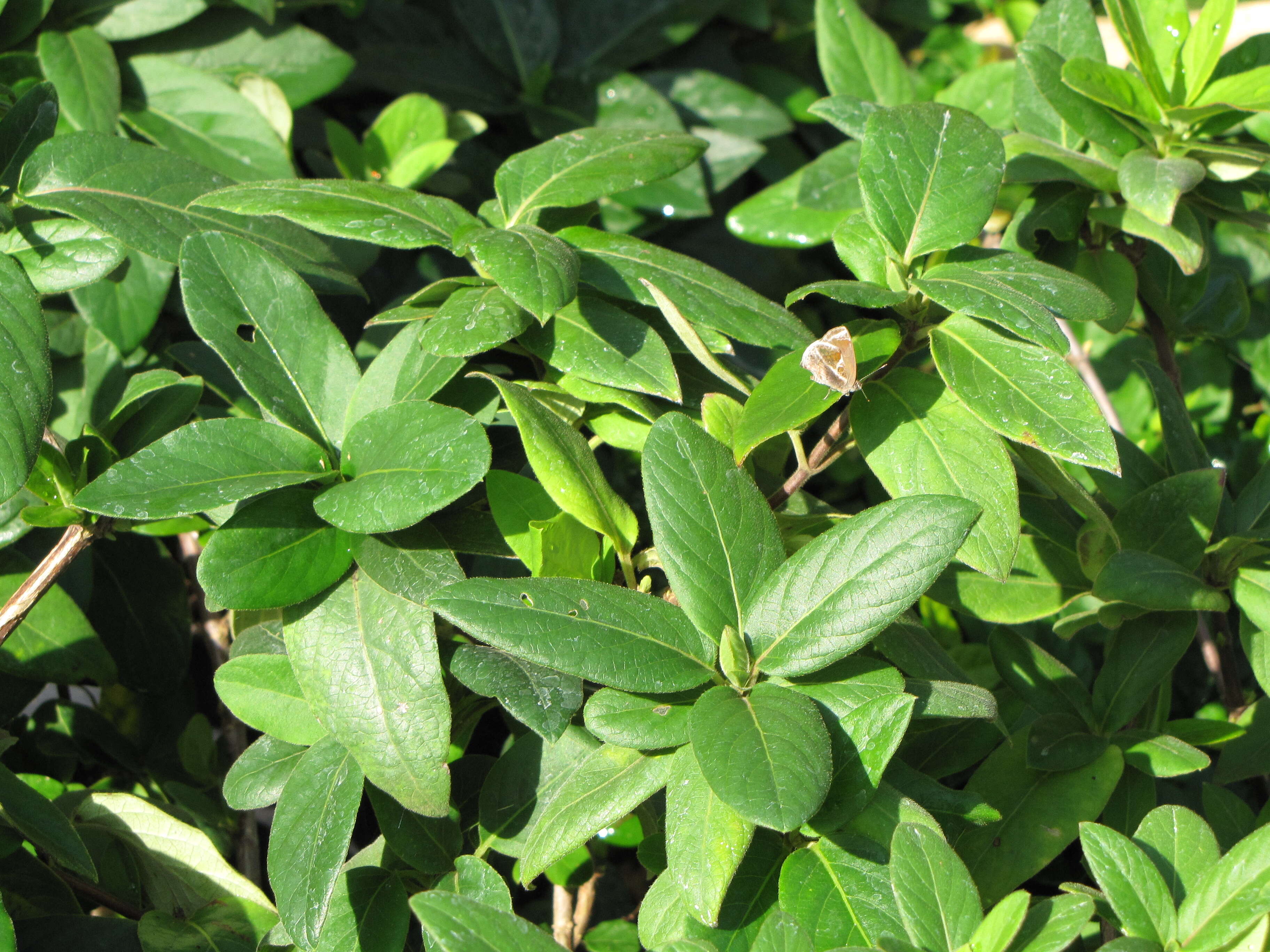 Image of Japanese honeysuckle