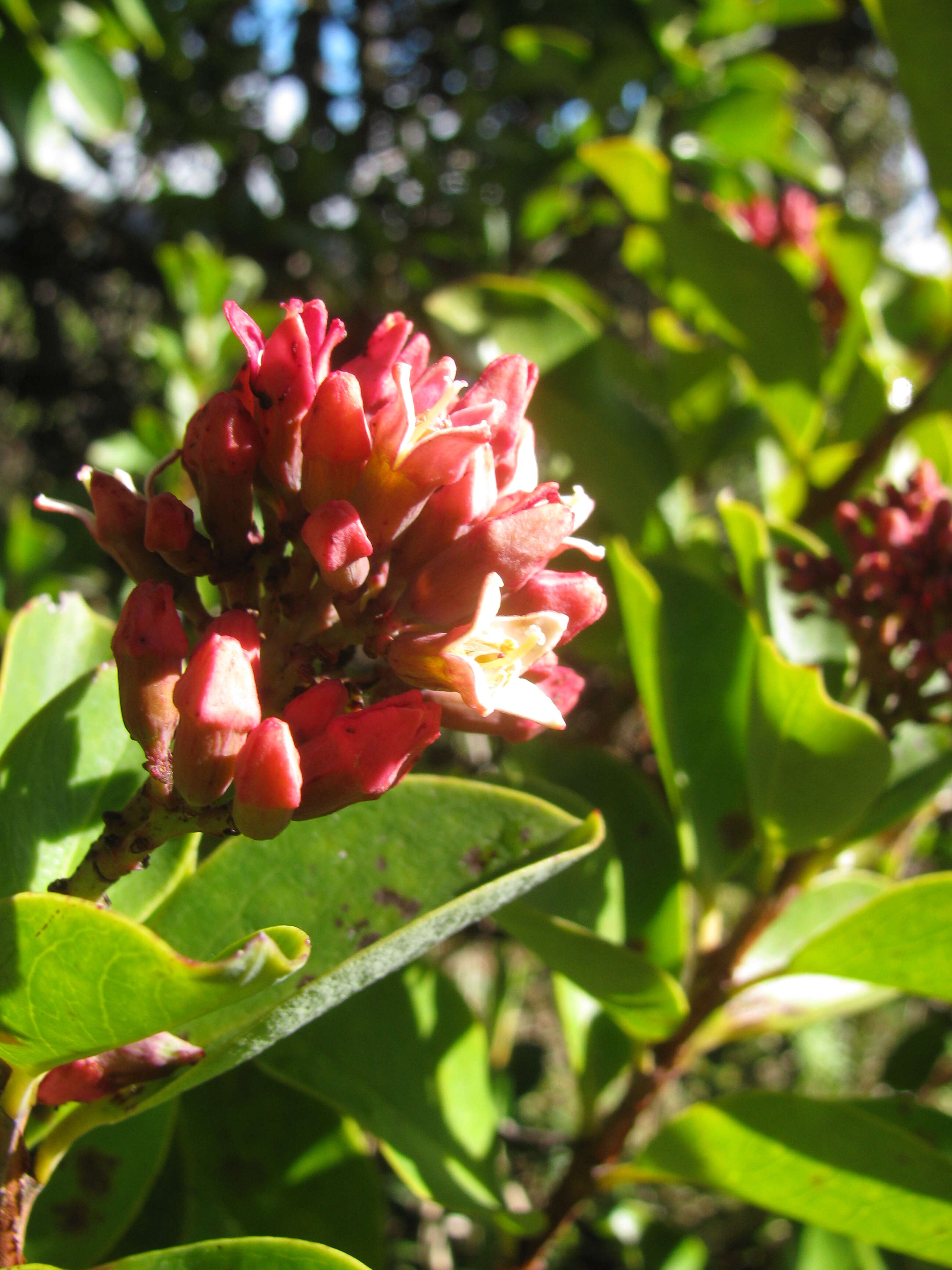 Image of Haleakala sandalwood