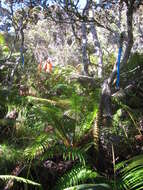 Image of alpine woodfern