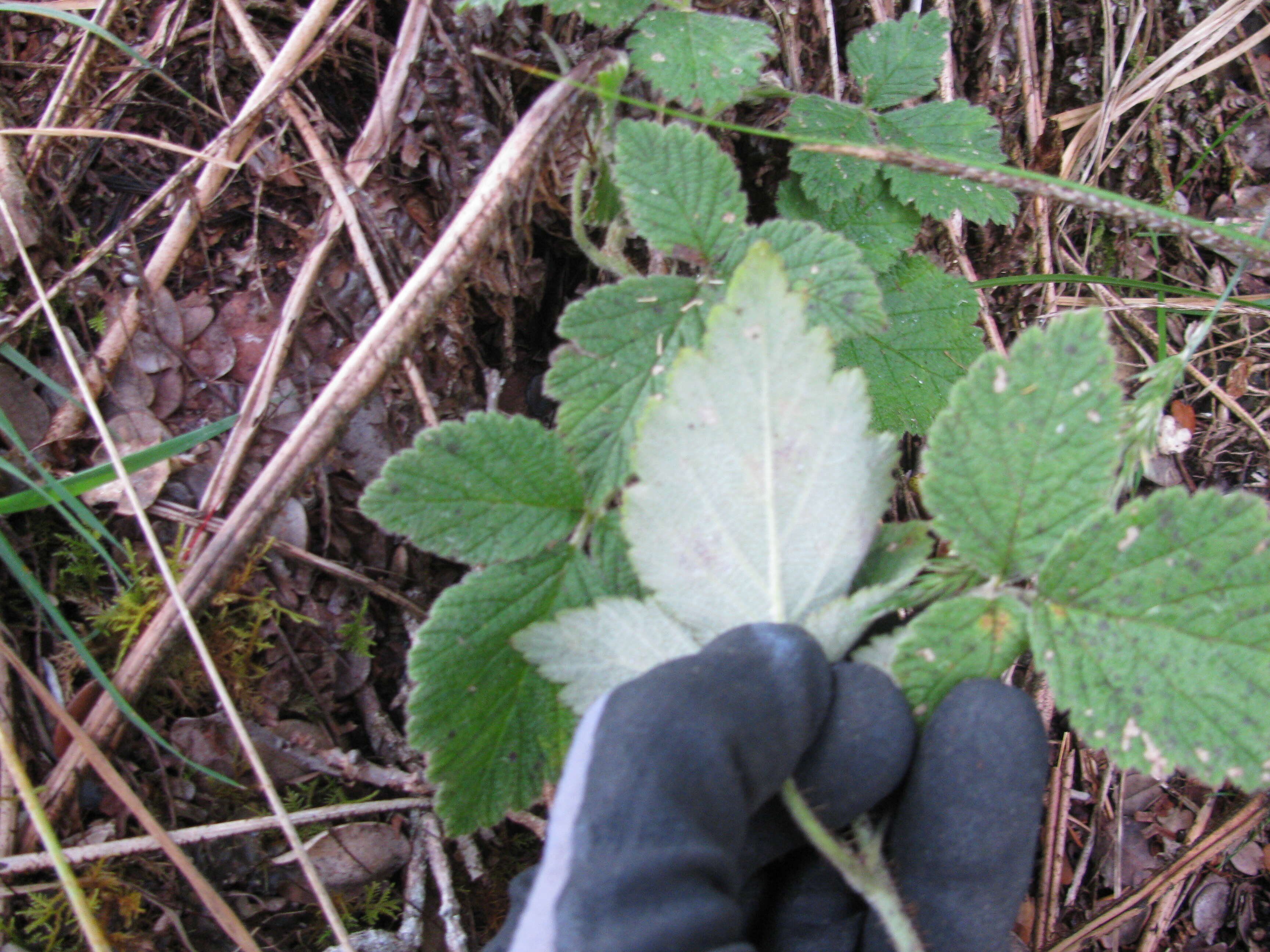 Слика од Rubus macraei A. Gray