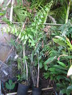 Image of Burmese fishtail palm