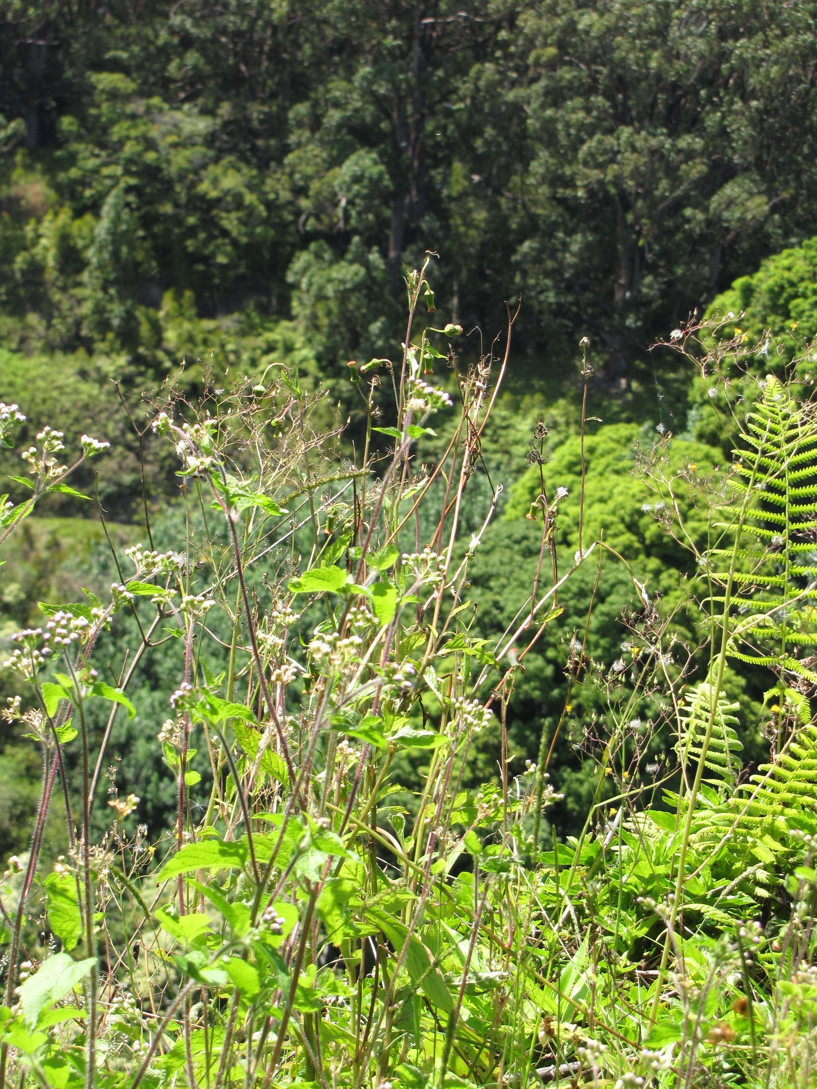 Imagem de Ageratum conyzoides L.