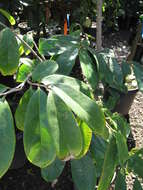 Image of soursop