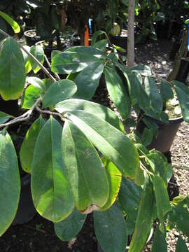 Image of soursop