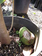 Image of soursop