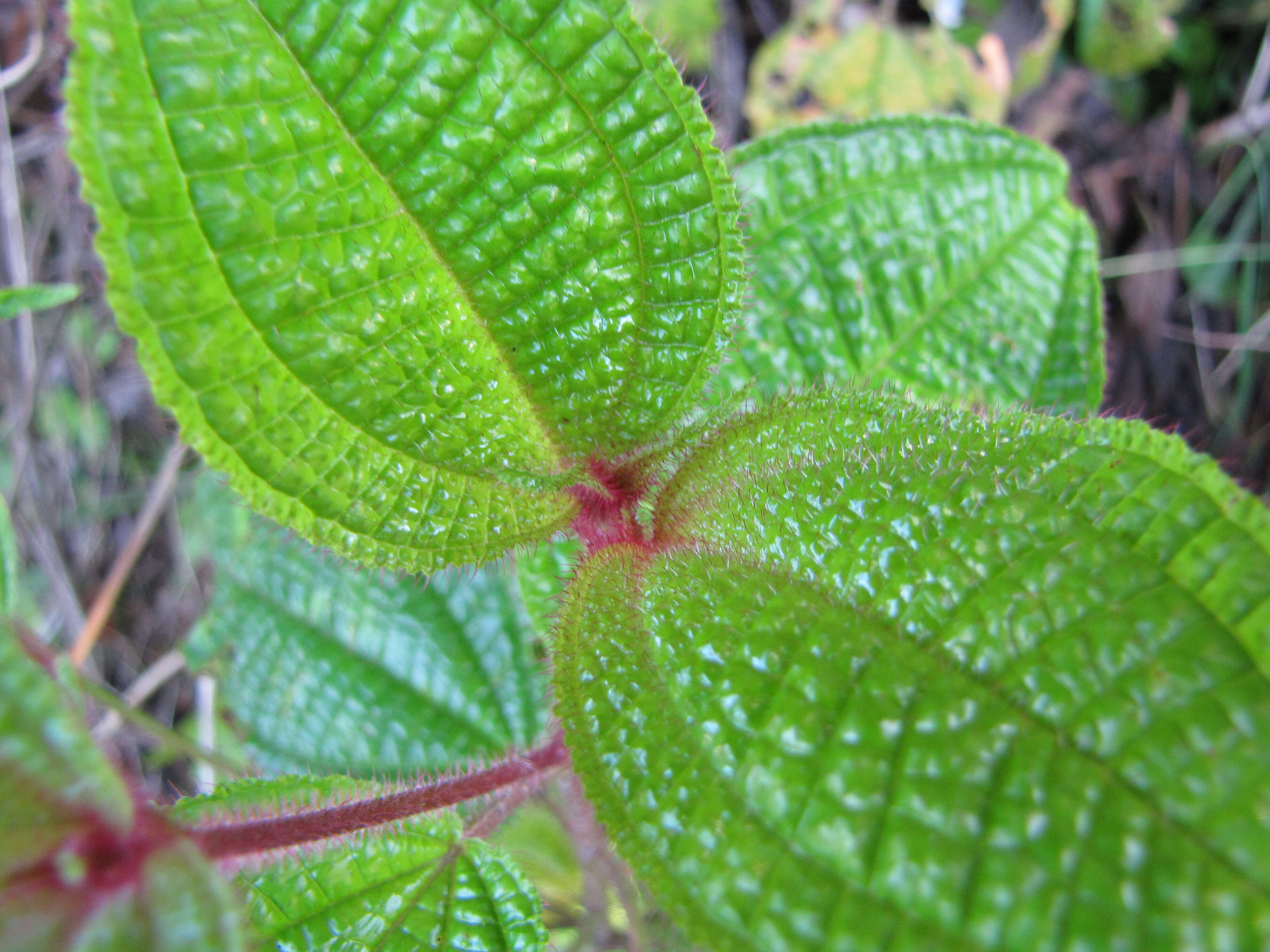 Image of soapbush