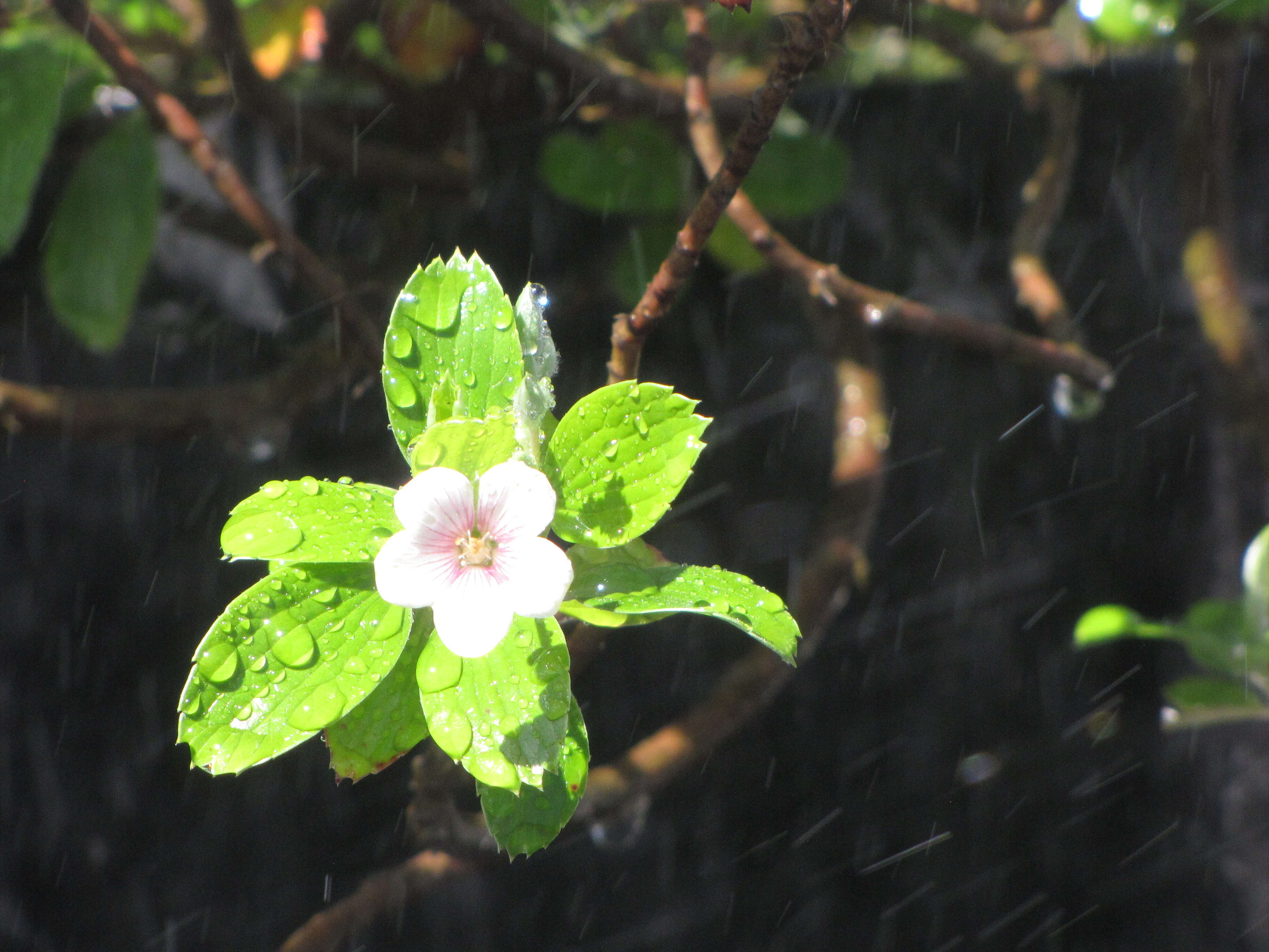 Image of manyflower geranium