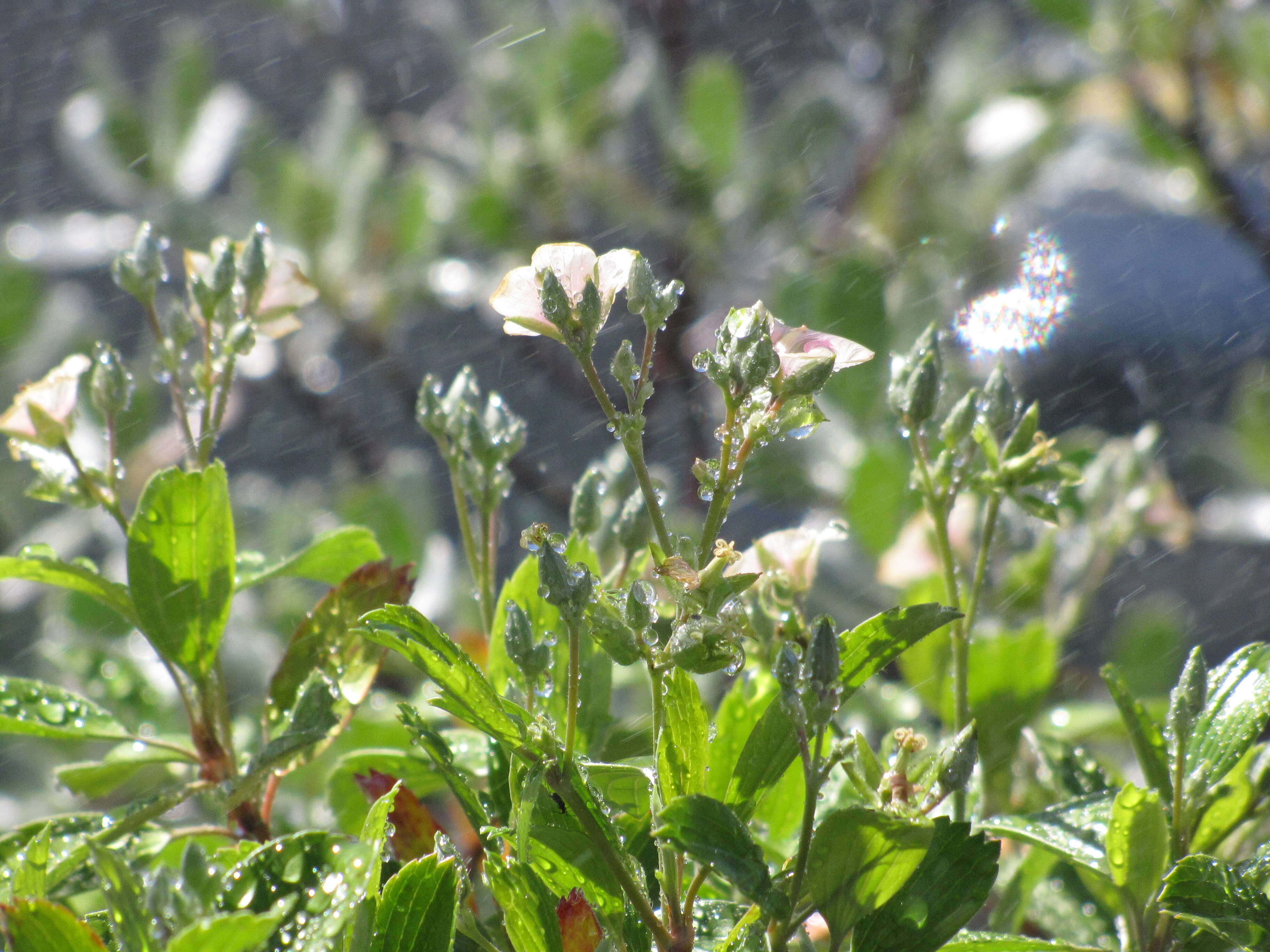 Image of manyflower geranium