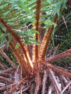 Image of alpine woodfern