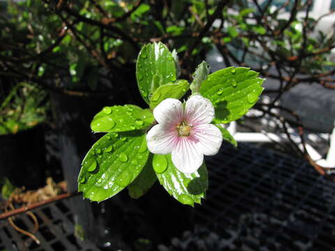 Image of manyflower geranium