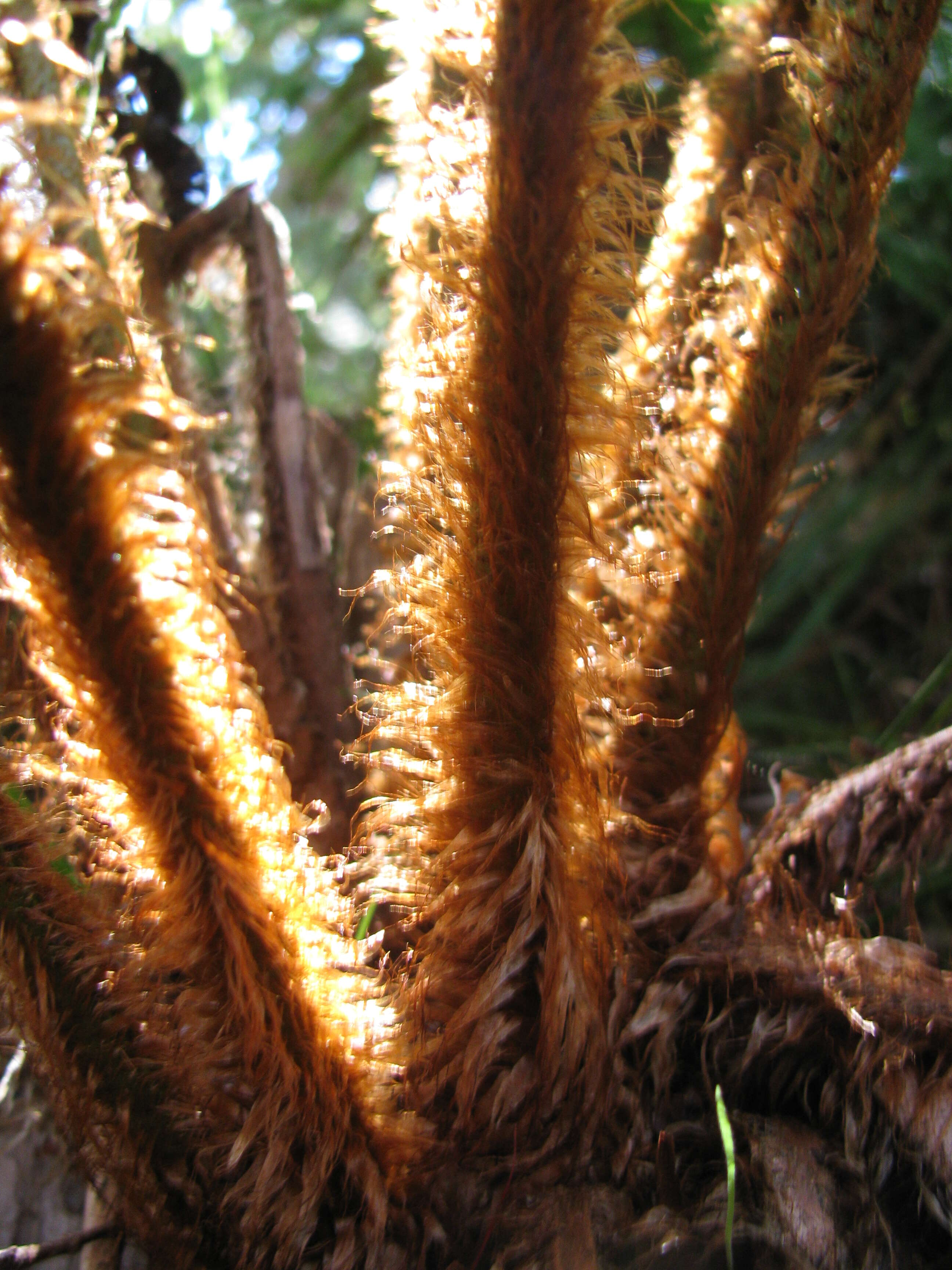 Image of alpine woodfern