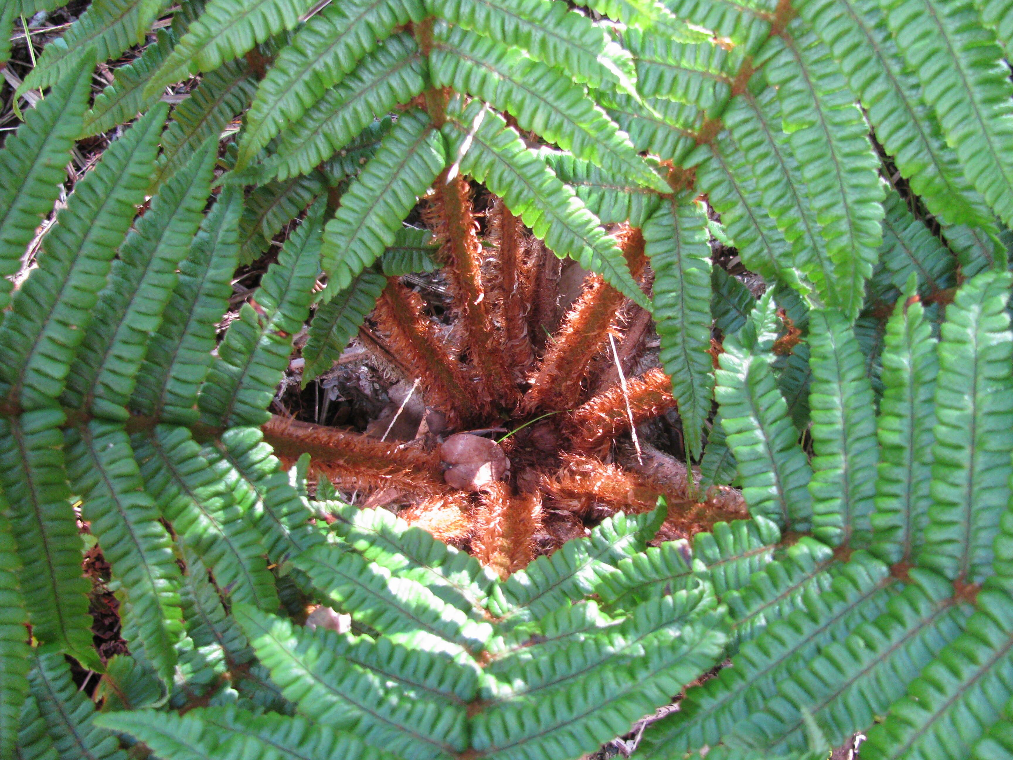 Image of alpine woodfern