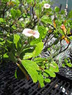 Image of manyflower geranium